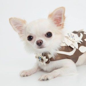 Meet your Posher, Blanche